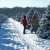 Christmas Tree Farms near Chicago