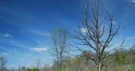 Blackwell Off-Leash Dog Park Warrenville
