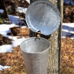 Maple Syrup Collection at Fullersburg Woods