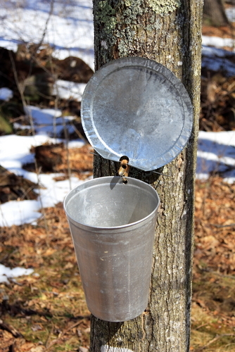 maple syrup collection fullersburg woods