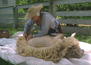 shearing_sheep-kline-creek