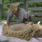 sheep shearing event at kline creek farm