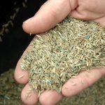 overseed grass seed spring