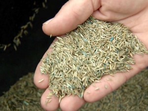 overseed grass seed spring