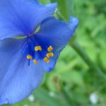 A blue wildflower at starved rock