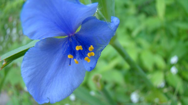 A blue wildflower at starved rock