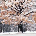 How to Winter-Ready Your Trees