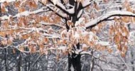How to Winter-Ready Your Trees How to Winter-Ready Your Trees