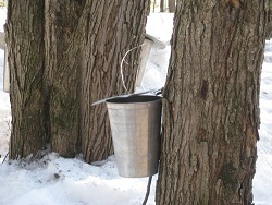Maple sap collection at Kline Creek Farm