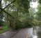 Trees Down in Wheaton Storm