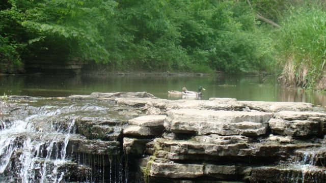 waterfall glen ducks