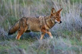 naperville-coyote-problem