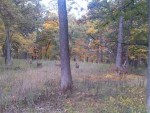 Video of Deer Grazing at Lyman Woods in Downers Grove Video of Deer Grazing at Lyman Woods in Downers Grove