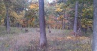 Video of Deer Grazing at Lyman Woods in Downers Grove Video of Deer Grazing at Lyman Woods in Downers Grove