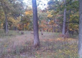Video of Deer Grazing at Lyman Woods in Downers Grove